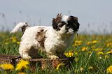 SHIH TZU 280
